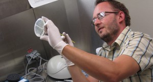 Eco-briefs | New bacterium explains symbiosis with insects