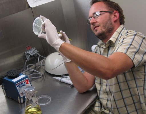 Eco-briefs | New bacterium explains symbiosis with insects