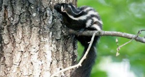 Eco-briefs | Groundwater contaminated after fracking fluid leak in Canada