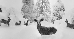 Arts | Week of January 03, 2013