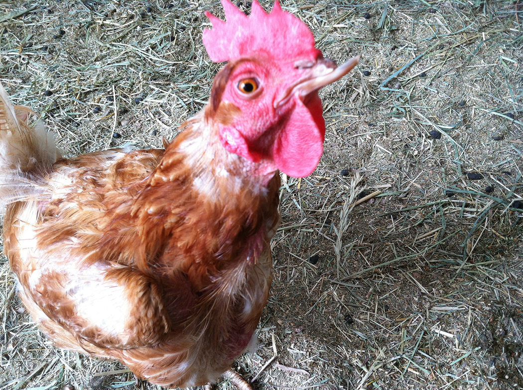 Advocates: Chicken flap belies true egg industry practices
