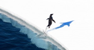 BIFF 2013: A final watery frontier