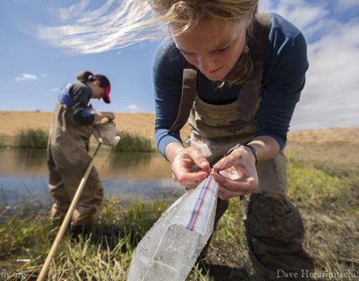 Eco-briefs | New University of Colorado study shows biodiversity protects against disease