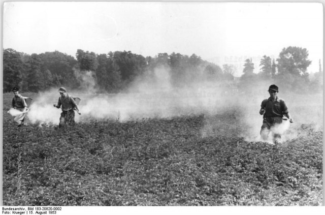 Blausig, Kartoffelkäferbekämpfung