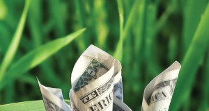 GMOs vs local food system