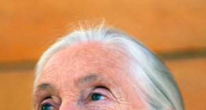 Jane Goodall’s new book: How extensive is the plagiarism?