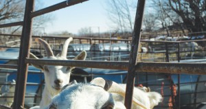 Raw milk: A drink in the raw