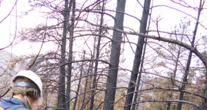 The brighter side of wildfires