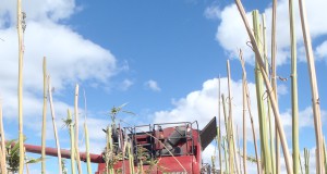 Hemp: The fiber side of cannabis