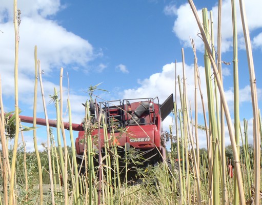 Hemp: The fiber side of cannabis