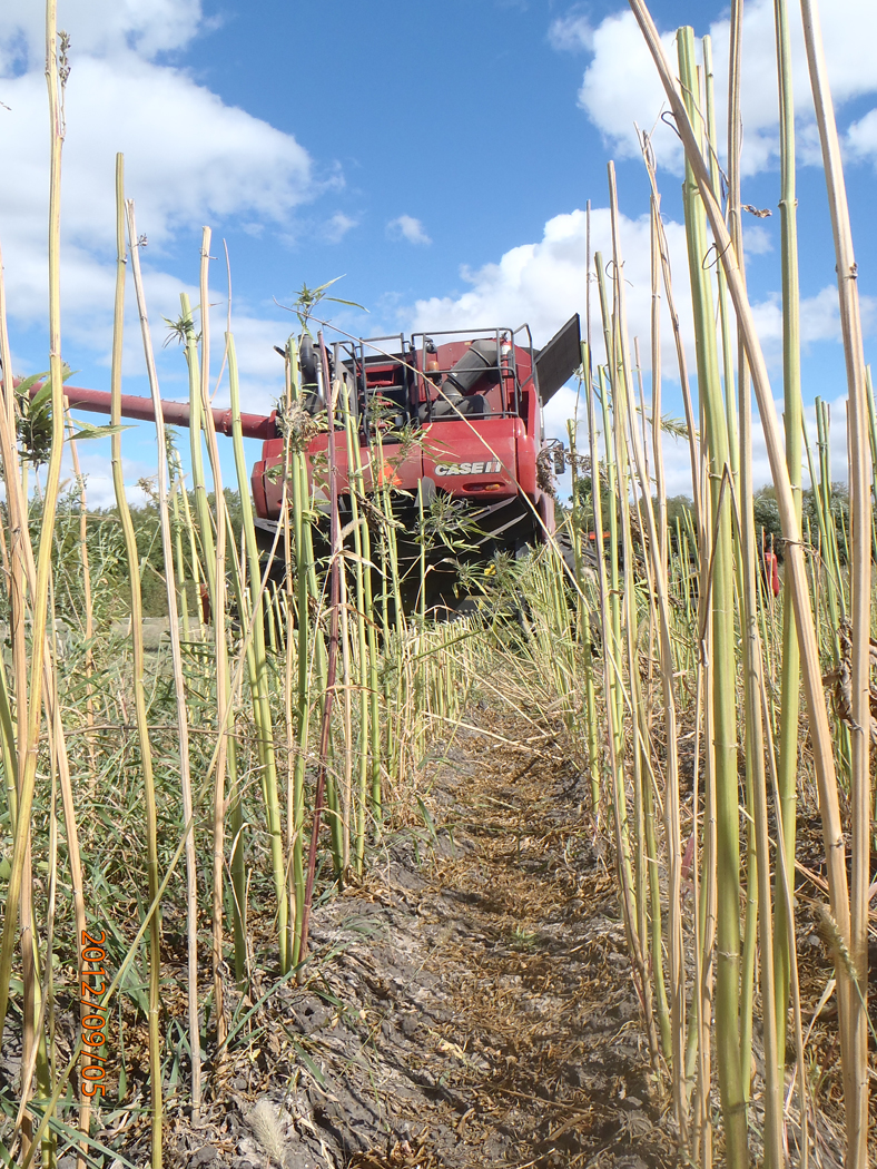 Hemp: The fiber side of cannabis
