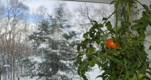 A greener way to grow