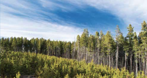 Forest Service says when trees die, people die