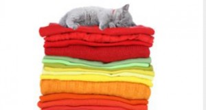 Best of Boulder 2013: Bank, Festival and Nonprofit