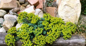 Eco-briefs | City offers events on water and weeds