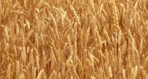 Foreign countries stop buying US wheat, fearing GMOs