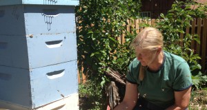 EPA under pressure to protect pollinators