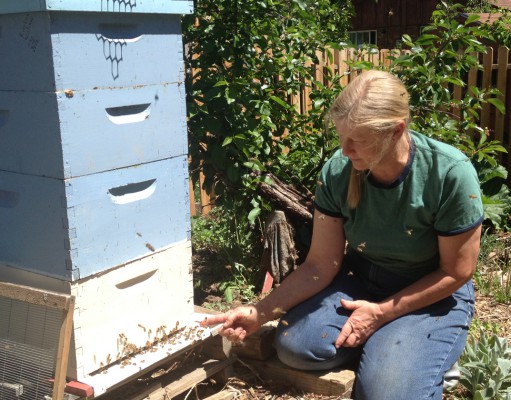 EPA under pressure to protect pollinators