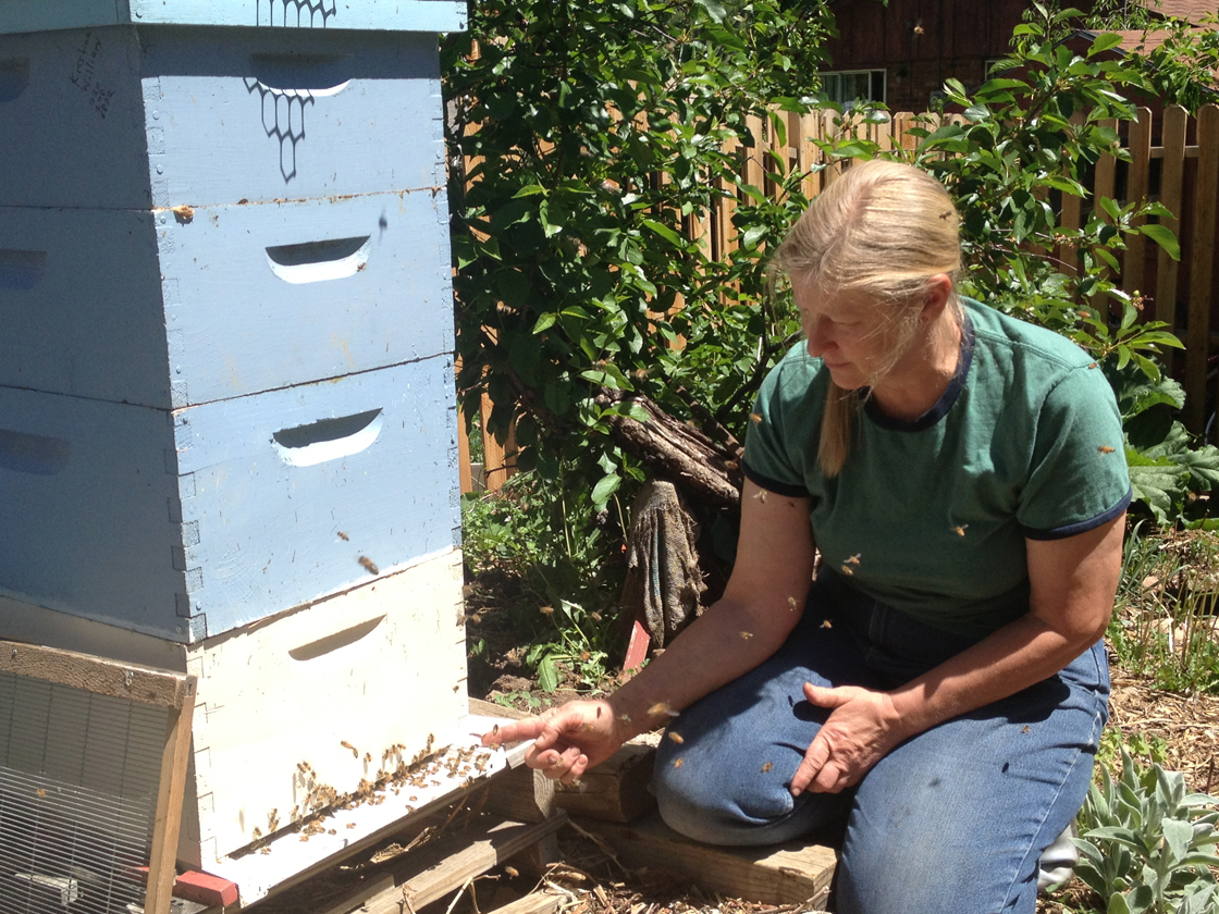 EPA under pressure to protect pollinators