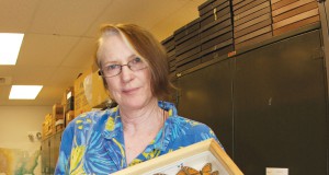 Plight of the monarch