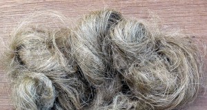 Getting over the hump about hemp