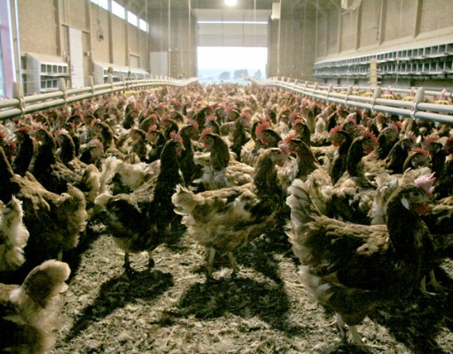 Grant Farms offshoot revives CSA on limited basis