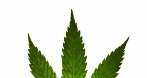 Pot by the numbers: 50 ways to look at marijuana