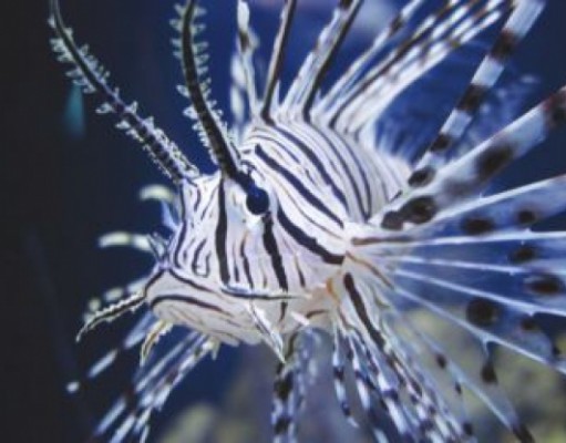 Eco-briefs | Artists organize against fracking