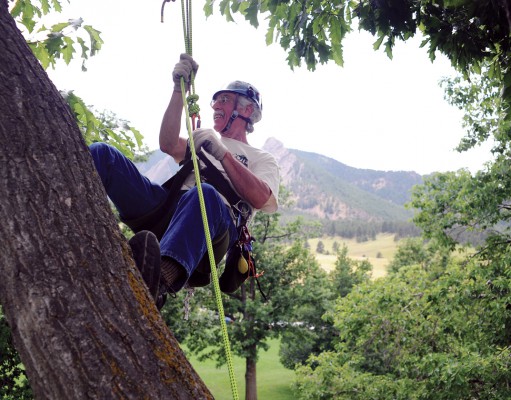 At home in the trees