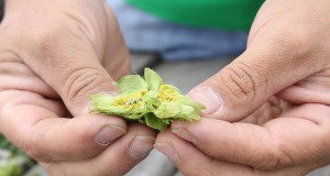 Boulder County hop growers contribute to craft beers