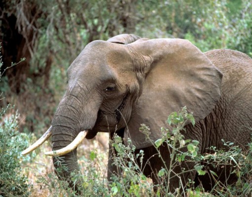 Ivory poaching rears its head