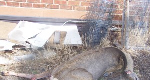 Taking aim: Sugarloaf residents complain about bow-hunting