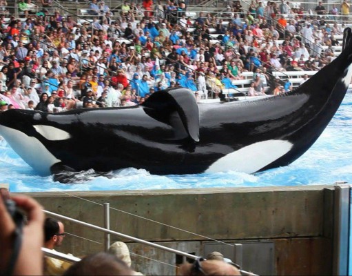 SeaWorld can suck it