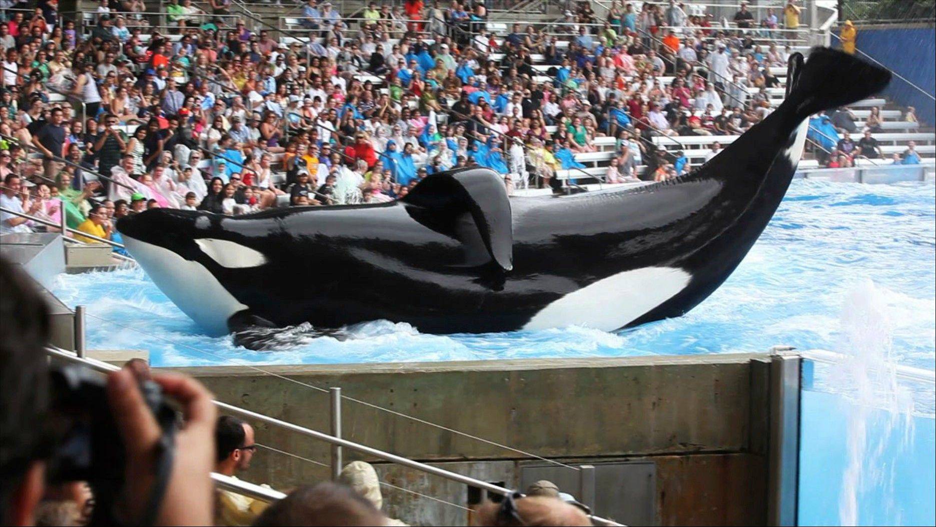 SeaWorld can suck it