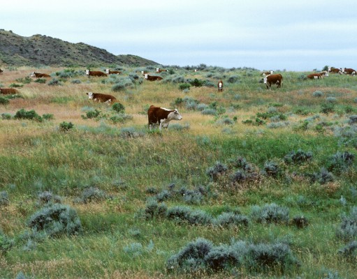 Hunting for more meaningful meat