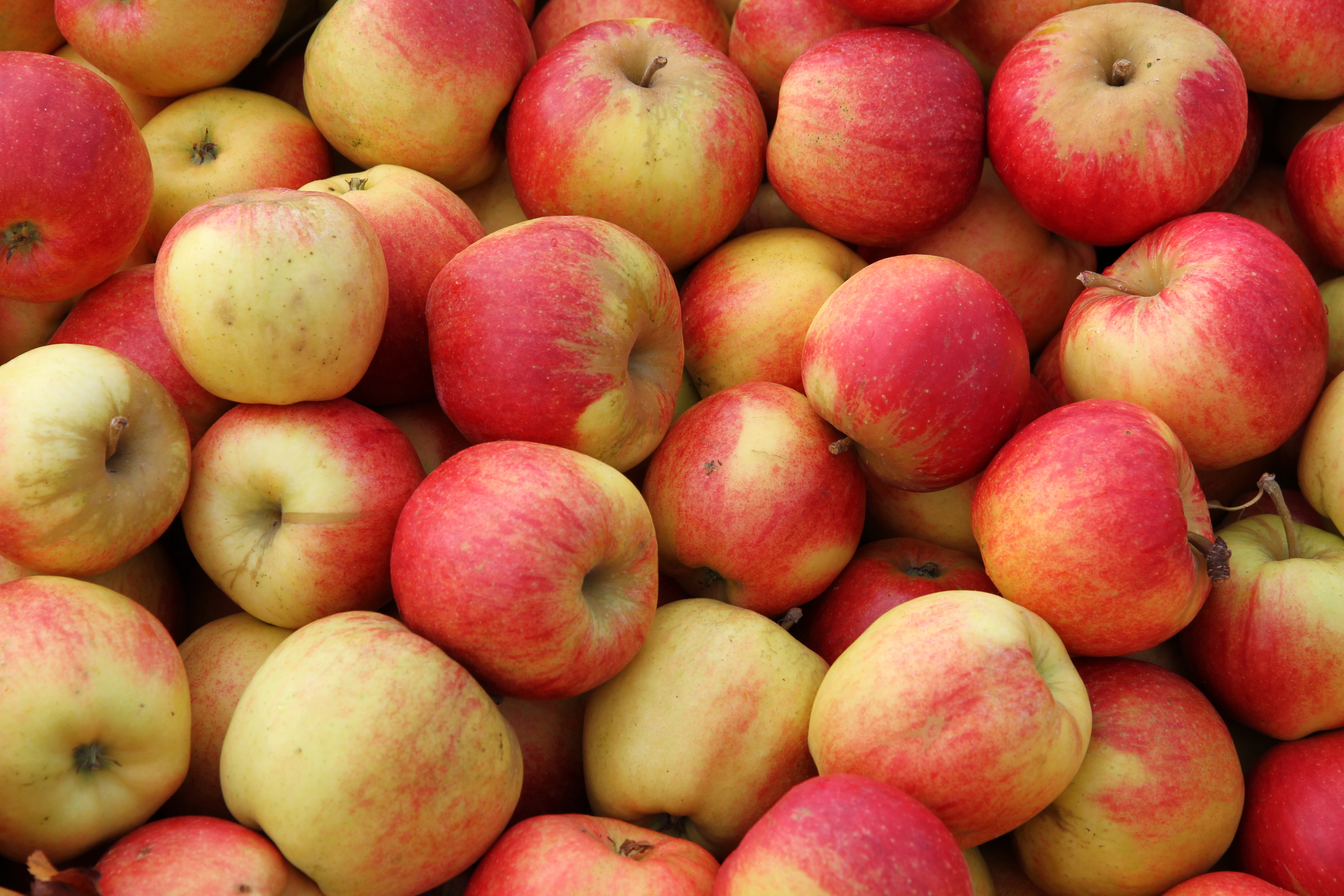 Washington will decide whether to label GMO food