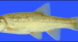 Eco-briefs | Save the chubs