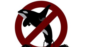 Boulder ocean group opposes SeaWorld float in Macy’s parade