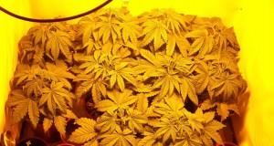 Pot taxes a sticky issue