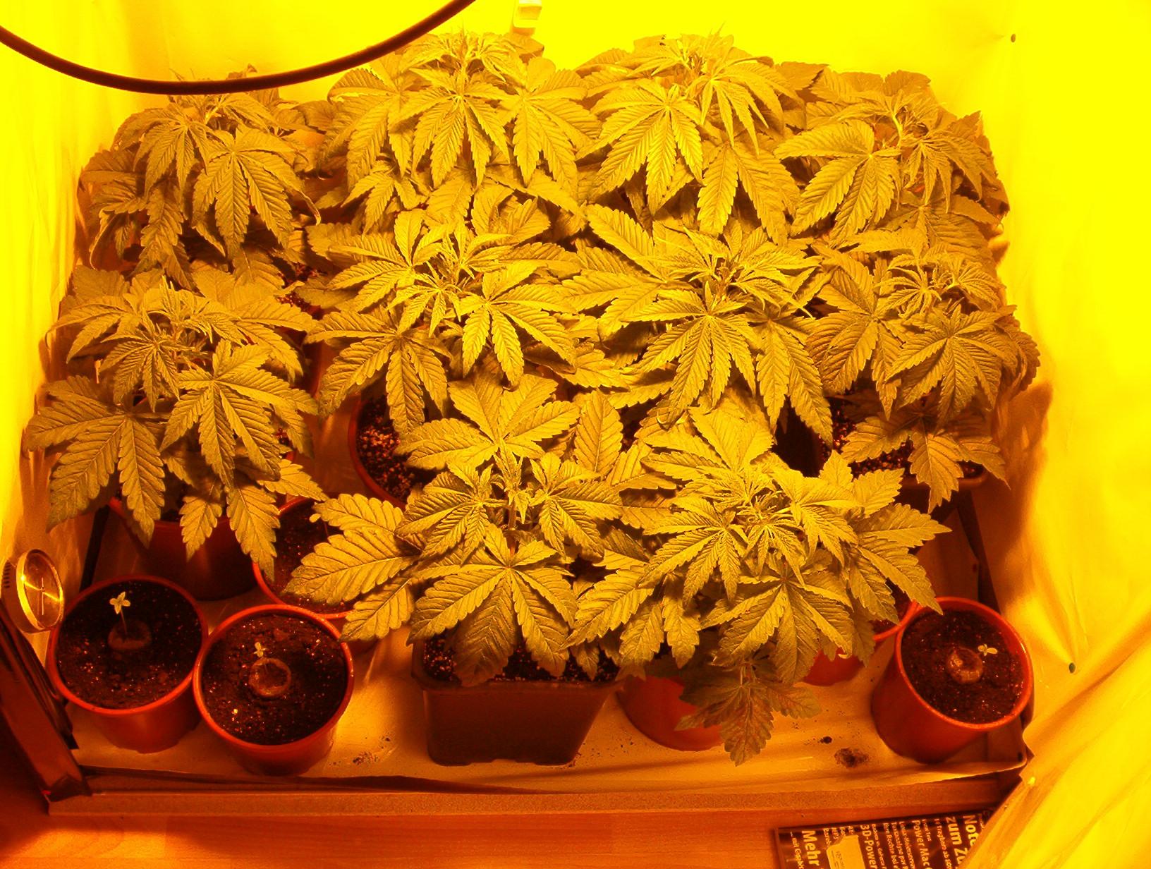Pot taxes a sticky issue