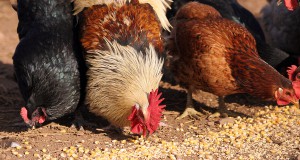 Artificial flavoring