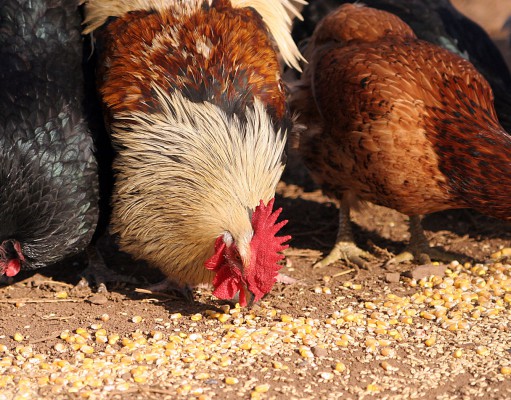 Artificial flavoring