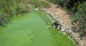 Eco-briefs | Those emerald shores just might be toxic