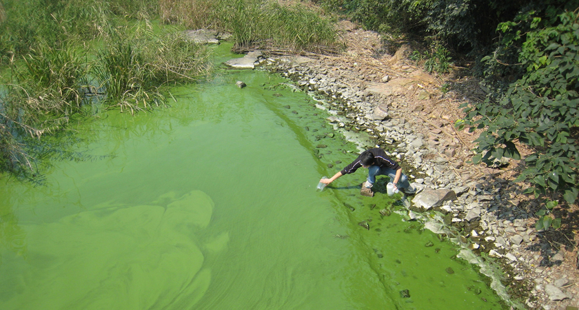 Eco-briefs | Those emerald shores just might be toxic