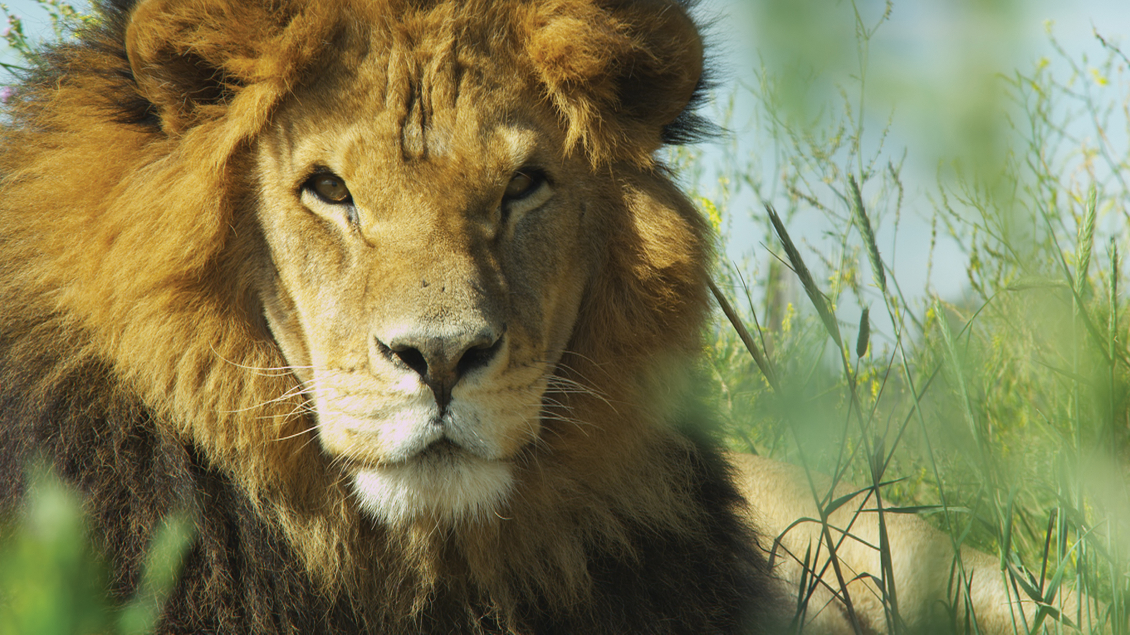 A lion’s share of a rescue