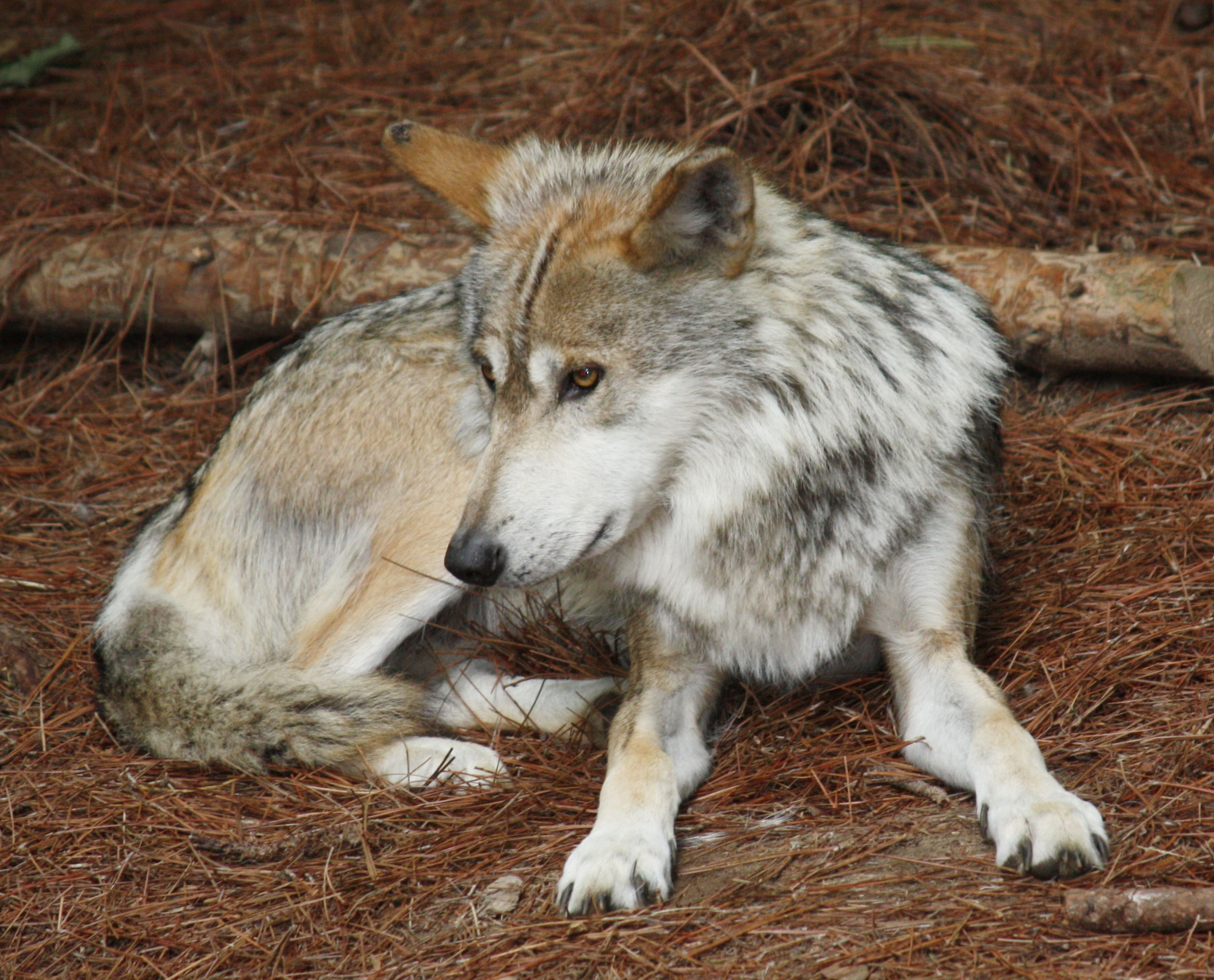 Endangered again