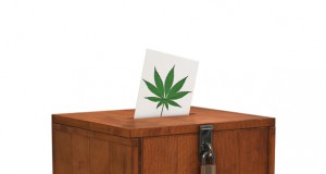 Voters support cannabis (and high taxes, too) in 2013 elections