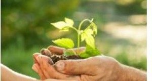 The Center for Integrative Botanical Studies
