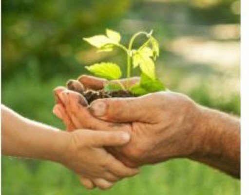 The Center for Integrative Botanical Studies