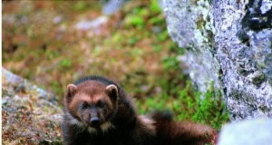 Eco-briefs | Fuel efficiency in vehicles continuing slow increase